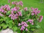 Bergenia Rotblum planta vesnic verde la ghiveci P9 - H 10 cm - imagine 3