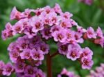Bergenia Rotblum planta vesnic verde la ghiveci P9 - H 10 cm