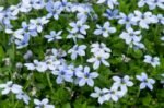 Isotoma fluviatilis - Steaua Albastra acoperitoare de sol vesnic verde la ghiveci P9