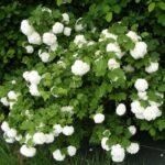 Viburnum Opulus Roseum - Calin Roseum la ghiveci P9, H 25-35 cm - imagine 2