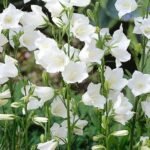 Campanula periscifolia Alba - Clopotelul cu frunze de piersic la ghiveci P9, H 5-10 cm