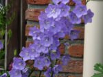 Campanula Persicifolia Caerulea - Clopotelul Albastru la ghiveci P9, H 5-10 cm