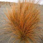 Carex testacea Prairie Fire - Focul de Preerie la ghiveci P9