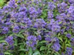 Caryopteris clandonensis 'Heavenly Blue' - Barba Albastra la ghiveci P9 , H 10-15 cm (Livrarea dupa 10 Septembrie)