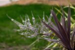 Cordyline Australis Red Star - Palmierul Steaua Rosie vesnic verde la ghiveci P17, H 20-25 cm - imagine 3