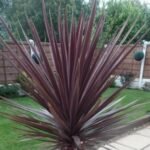 Cordyline Australis Red Star - Palmierul Steaua Rosie vesnic verde la ghiveci P17, H 20-25 cm