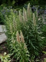 Degetel lanos - Digitalis lanata - planta perena la ghiveci P9 - imagine 3