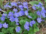 Hepatica Nobilis - Floarea ficatului Semi vesnic verde la ghiveci P9 - imagine 2
