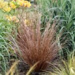 Carex buchananii - Iarba Rosie la ghiveci P9