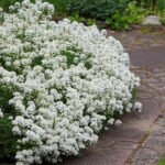 Iberis sempervirens „Fulg de zăpadă” - vesnic verde la ghiveci P9 - imagine 2