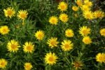 Inula Ensifolia - Margareta Aurie - planta perena la ghiveci P9 - H 10 cm