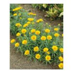 Inula Ensifolia - Margareta Aurie - planta perena la ghiveci P9 - H 10 cm - imagine 2