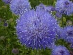Jasione laevis  'Blaulicht' - Lumina albastră la ghiveci P9, H 5-10 cm - imagine 4