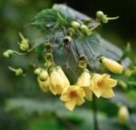 Kirengeshoma palmata - Clopotelul de Ceara Galben la ghiveci P9, H 5-10 cm