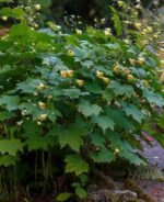 Kirengeshoma palmata - Clopotelul de Ceara Galben la ghiveci P9, H 5-10 cm - imagine 4