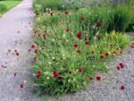 Knautia Macedonica - Scabiosa Macedoneana la ghiveci P9 - imagine 2