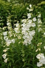 Penstemon White Bedder  la ghiveci P9 - imagine 2
