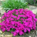 Brumarele - Phlox douglasii Cracker Jack - planta perena vesnic verde la ghiveci P9 - imagine 2