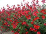 Salvia 'Royal Bumble' la ghiveci P9 - H 5 cm - imagine 2