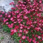 Saxifraga arendsii "Blütenteppich" - acoperitoare de sol vesnic verde la ghiveci P9 - imagine 2