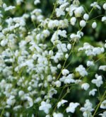 Thalictrum delavayi „Splendide White” - la ghiveci P9 - H 5-10 cm (Livrarea dupa 10 Septembrie)
