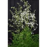 Thalictrum delavayi „Splendide White” - la ghiveci P9 - H 5-10 cm (Livrarea dupa 10 Septembrie) - imagine 2