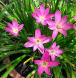 Zephyranthes Rosea - Crinul de ploaie - pachet 5 bulbi