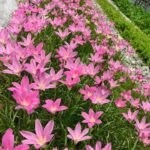 Zephyranthes Rosea - Crinul de ploaie - pachet 5 bulbi - imagine 2