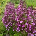 Teucrium chamaedrys - Germander de perete la ghiveci P9
