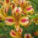 Alstroemeria 'Duchess Marguerite' - Crinul Peruan la ghiveci P9 - H 5 cm