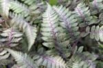 Feriga pictată japoneză - Athyrium niponicum var. pictum 'Metallicum' la ghiveci P9