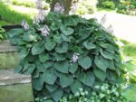 Hosta 'Blue Cadet' - Crin de Toamna  la ghiveci P9 - imagine 2