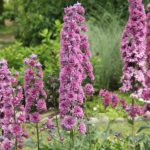 Delphinium elatum 'Highlander Flamenco' la ghiveci P9 - H 5-10 cm - imagine 2