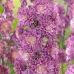 Delphinium elatum 'Highlander Flamenco' la ghiveci P9 - H 5-10 cm