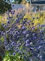 Eryngium Planum - Ilfinul de Mare la ghiveci P9, H 5-10 cm - imagine 2