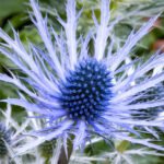 Eryngium Planum - Ilfinul de Mare la ghiveci P9, H 5-10 cm