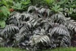 Feriga pictată japoneză - Athyrium niponicum var. pictum 'Metallicum' la ghiveci P9 - imagine 2