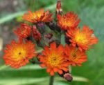 Hieracium aurantiacum - Iarba Soimului la ghiveci P9 - H 10-15 cm