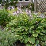 Hosta Fortunei Aureomarginata - Crin de Toamna  la ghiveci P9