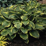 Hosta Fortunei Aureomarginata - Crin de Toamna  la ghiveci P9 - imagine 2