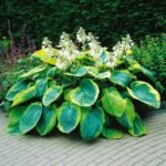 Hosta „Wide Brim” - Crin de Toamna  la ghiveci P9