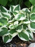Hosta Fortunei 'Patriot' - Crin de Toamna  la ghiveci P9 - imagine 2