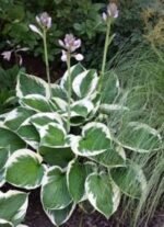 Hosta Fortunei 'Patriot' - Crin de Toamna  la ghiveci P9
