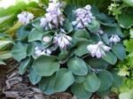 Hosta 'Blue Mouse Ears' - Crin de Toamna  la ghiveci P9