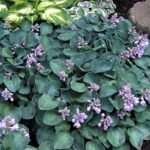 Hosta 'Blue Mouse Ears' - Crin de Toamna  la ghiveci P9 - imagine 2