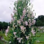 Lathyrus latifolius Pink Pearl la ghiveci P9, H 10-20 cm - imagine 2