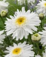 Leucanthemum x superbum „Wirral Supreme” - Margareta Shasta Wirral Supreme la ghiveci P9