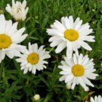 Leucanthemum vulgare 'Maikönigin' - Margareta Regina de Mai la ghiveci P9