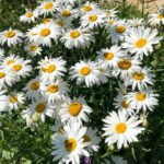 Leucanthemum x superbum „Silberprinzesschen” - Margareta Shasta la ghiveci P9, H 5-10 cm - imagine 2