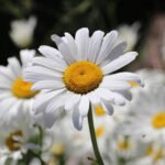 Leucanthemum x superbum „Silberprinzesschen” - Margareta Shasta la ghiveci P9, H 5-10 cm